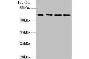 Western blot All lanes: ENC1 antibody at 5 μg/mL Lane 1: MCF-7 whole cell lysate Lane 2: HepG2 whole cell lysate Lane 3: Mouse brain tissue Lane 4: A549 whole cell lysate Secondary Goat polyclonal to rabbit IgG at 1/10000 dilution Predicted band size: 67, 58 kDa Observed band size: 67 kDa (ENC1 Antikörper  (AA 1-230))