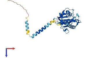 SRPRB Protein (AA 1-271) (His tag)