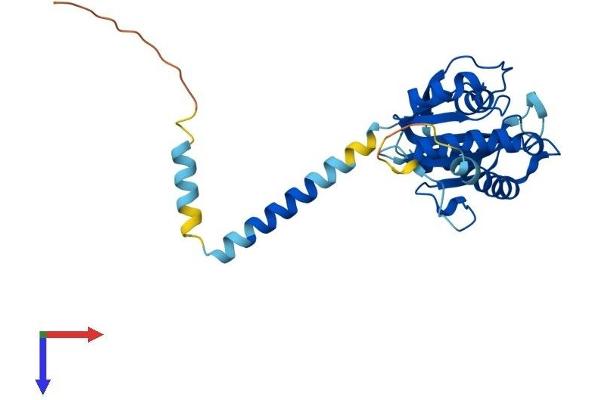 SRPRB Protein (AA 1-271) (His tag)