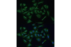 Immunofluorescence analysis of U-2 OS cells using REXO2 Polyclonal Antibody (ABIN7269955) at dilution of 1:100 (40x lens). (REXO2 Antikörper  (AA 26-237))