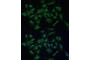 Immunofluorescence analysis of U-2 OS cells using REXO2 Polyclonal Antibody (ABIN7269955) at dilution of 1:100 (40x lens). (REXO2 Antikörper  (AA 26-237))