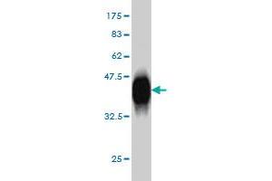 Western Blotting (WB) image for anti-Polymerase (DNA-Directed), delta 3, Accessory Subunit (POLD3) (AA 357-466) antibody (ABIN564666)