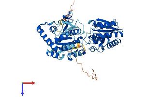 PIGA Protein (AA 1-484) (His tag)