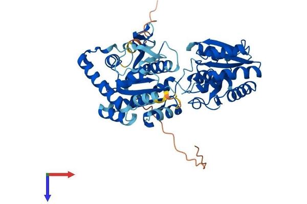 PIGA Protein (AA 1-484) (His tag)