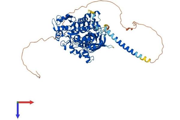 MTMR7 Protein (AA 1-660) (His tag)