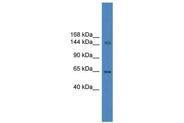 DHX57 Antikörper  (C-Term)