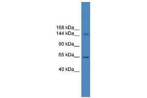 DHX57 antibody used at 0. (DHX57 Antikörper  (C-Term))