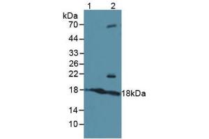 Western blot analysis of (1) Human Serum and (2) Human 293T Cells. (ATF3 Antikörper  (AA 1-181))