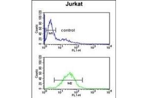 MFRN2 Antibody (N-term) (ABIN651437 and ABIN2840240) flow cytometric analysis of Jurkat cells (bottom histogram) compared to a negative control cell (top histogram).