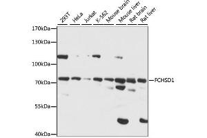 Western blot analysis of extracts of various cell lines, using FCHSD1 antibody (ABIN7270317) at 1:1000 dilution. (FCHSD1 Antikörper  (AA 100-400))