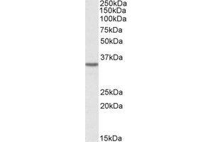 Image no. 1 for anti-Growth Hormone Inducible Transmembrane Protein (GHITM) (AA 41-54) antibody (ABIN490386) (GHITM Antikörper  (AA 41-54))