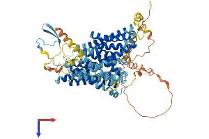 SLC9A9 Protein (AA 1-645) (His tag)