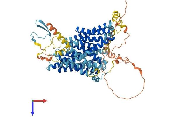 SLC9A9 Protein (AA 1-645) (His tag)