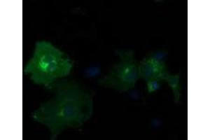 Anti-PDE2A mouse monoclonal antibody (ABIN2454216) immunofluorescent staining of COS7 cells transiently transfected by pCMV6-ENTRY PDE2A (RC207219). (PDE2A Antikörper)