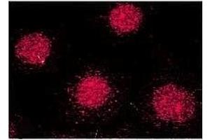 Immunocytochemistry (ICC) image for anti-FK506 Binding Protein 4, 59kDa (FKBP4) antibody (ABIN361687)