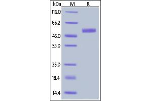 Biotinylated Human IL-15, Fc,Avitag on  under reducing (R) condition. (IL-15 Protein (AA 49-162) (Fc Tag,AVI tag,Biotin))