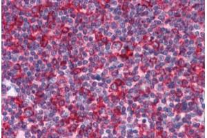 Human Tonsil: Formalin-Fixed, Paraffin-Embedded (FFPE) (EFHD2 Antikörper  (N-Term))