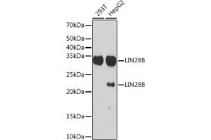 Western blot analysis of extracts of various cell lines, using LIN28B Rabbit mAb (ABIN7268267) at 1:1000 dilution.