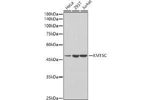 Western blot analysis of extracts of various cell lines, using KMT5C antibody (ABIN7270649) at 1:1000 dilution.