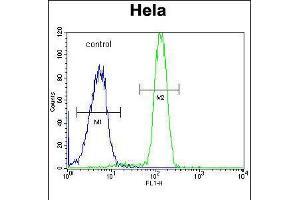Flow cytometric analysis of Hela cells (right histogram) compared to a negative control cell (left histogram). (SP5 Antikörper  (C-Term))