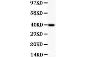 Anti-Perforin Picoband antibody,  All lanes: Anti Perforin  at 0. (Perforin 1 Antikörper  (AA 175-555))