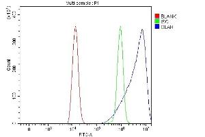 Flow Cytometry analysis of HEL cells using anti-OLAH antibody (ABIN7599930). (OLAH Antikörper  (AA 13-265))