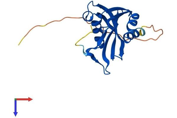 NUDT4 Protein (AA 1-180) (His tag)