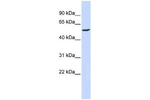 WB Suggested Anti-GABRB2 Antibody Titration:  0. (GABRB2 Antikörper  (N-Term))