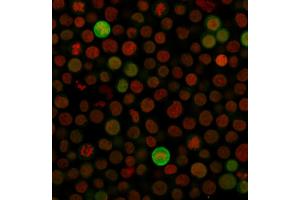Immunofluorescence Analysis of Jurkat cells labeling BAX with Bax Monoclonal Antibody (Clone SPM33) followed by Goat anti-Mouse IgG-CF488 (Green).