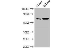 Western Blot Positive WB detected in: Rat liver tissue, Rat spleen tissue All lanes: PRSS56 antibody at 3 μg/mL Secondary Goat polyclonal to rabbit IgG at 1/50000 dilution Predicted band size: 65 kDa Observed band size: 65 kDa
