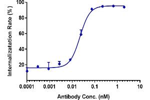 anti-K-Cadherin (CDH6) antibody
