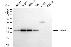 Western blotting analysis using MMAB antibody (ABIN7799393).