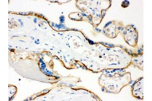 Anti- CD55 Picoband antibody, IHC(P) IHC(P): Human Placenta Tissue (CD55 Antikörper  (AA 35-347))
