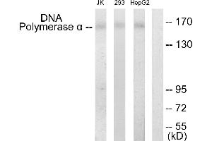 Western blot analysis of extracts from Jurkat cells, 293 cells and HepG2 cells, using DNA Polymerase α antibody. (POLA1 Antikörper)