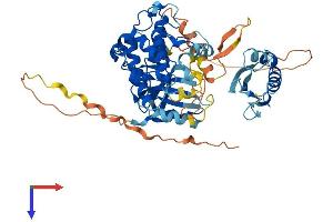 STK39 Protein (AA 1-545) (His tag)