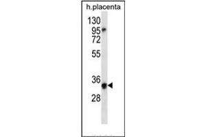 Western blot analysis of OR6N2 Antibody (C-term) in human placenta tissue lysates (35ug/lane). (OR6N2 Antikörper  (C-Term))