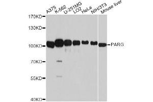 Western blot analysis of extracts of various cell lines, using PARG antibody (ABIN5998452) at 1:7000 dilution. (PARG Antikörper)