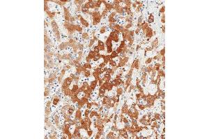 Immunohistochemistry (Paraffin-embedded Sections) (IHC (p)) image for anti-Glutathione Peroxidase 7 (GPX7) (AA 73-107) antibody (ABIN6242373)