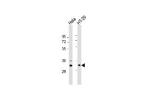 All lanes : Anti-GNB2L1 Antibody (K44) at 1:1000 dilution Lane 1: Hela whole cell lysate Lane 2: HT-29 whole cell lysate Lysates/proteins at 20 μg per lane. (GNB2L1 Antikörper  (N-Term))