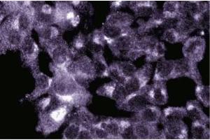 Immunofluorescence staining of ES-2 cells (Human ovary clear cell carcinoma, ATCC CRL-1978). (GOLGA5 Antikörper  (AA 510-713))