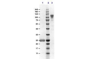 SDS-PAGE results of Goat F(ab')2 Anti-MOUSE IgG F(c) Antibody Min X Bv, Hs, & Hu Serum Proteins. (Ziege anti-Maus IgG (Fc Region) Antikörper - Preadsorbed)
