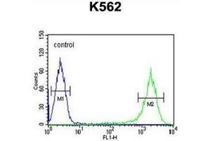 Flow cytometric analysis of K562 cells using GAGE7 Antibody (C-term) Cat. (G Antigen 7 Antikörper  (C-Term))