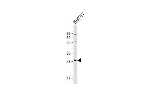 Anti-RRAGD Antibody (Center) at 1:1000 dilution + 293T/17 whole cell lysate Lysates/proteins at 20 μg per lane. (RRAGD Antikörper  (AA 171-199))