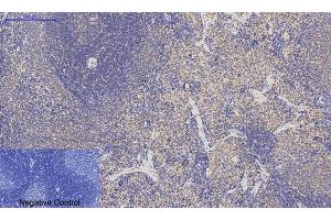 Immunohistochemical analysis of paraffin-embedded rat spleen tissue.