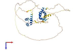 POU4F2 Protein (AA 1-411) (His tag)