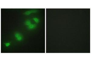 Immunofluorescence (IF) image for anti-CREB/ATF BZIP Transcription Factor (CREBZF) (C-Term) antibody (ABIN1850002) (CREBZF Antikörper  (C-Term))