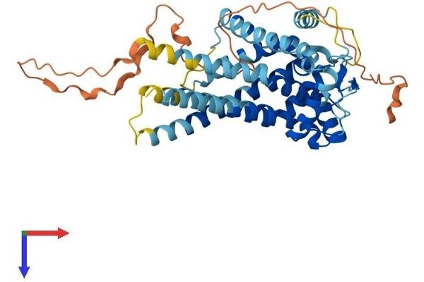 SLC25A46 Protein (AA 1-418) (His tag)