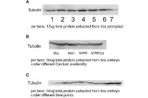 Western Blotting (WB) image for anti-Tubulin alpha Chain (TUB1) antibody (ABIN7477855) (Tubulin alpha Chain (TUB1) Antikörper)
