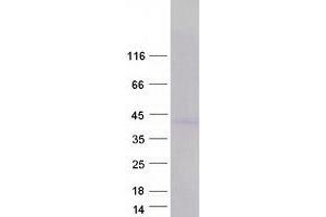 Western Blotting (WB) image for Triggering Receptor Expressed On Myeloid Cells 4 (TREM4) (Transcript Variant 3) protein (Myc-DYKDDDDK Tag) (ABIN2713625)