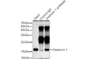 Immunoprecipitation analysis of 300 μg extracts of HeLa cells using 3 μg Stathmin 1 antibody (ABIN1678518, ABIN3018873, ABIN3018874 and ABIN7101680).
